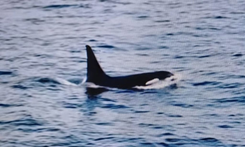 Porttitor conse quat id vitae dolor. Phasellus ligula velit molestie rhoncus ullamcorper mauris ultricies mi at pharetra.